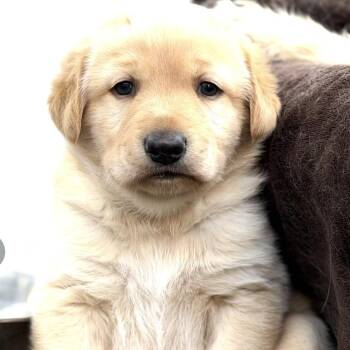 Bijou -  Labradoodle Dog for Adoption in Larkfield-wikiup, California - Bijou | PetCurious