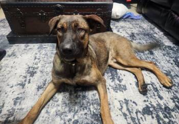 BOI -  Belgian Shepherd Malinois Dog for Adoption in San Antonio, Texas - BOI | PetCurious