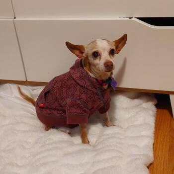 Rescue Chihuahua Dogs for Adoption in Bedford Park, Illinois - Pumpkin Spice Latte | PetCurious
