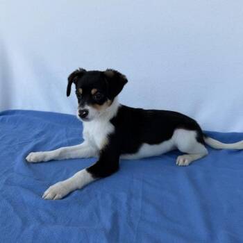 Australian Shepherd Dogs Available for Adoption in Carencro, Louisiana - Toby The Tram Engine | PetCurious