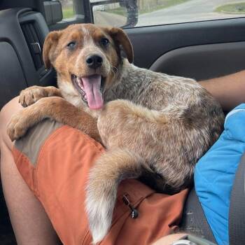 Cattle Dog Dogs Available for Adoption in Sadler, Texas - Cash | PetCurious