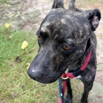 Sassy -  Mountain Cur Dog for Adoption in Indianapolis, Indiana - Sassy | PetCurious