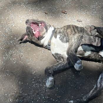 Striker -  Mastiff and Mixed Breed Dog Available for Adoption in Port Townsend, Washington - Striker | PetCurious