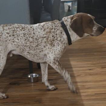 Coonhound Dogs Available for Adoption - Clyde | PetCurious