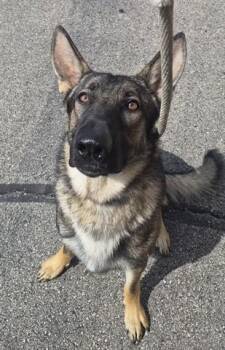 KOOPER -  German Shepherd Dog Dog for Adoption in Dayton, Ohio - KOOPER | PetCurious
