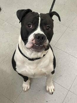 Terrier Dogs Available for Adoption - Max | PetCurious