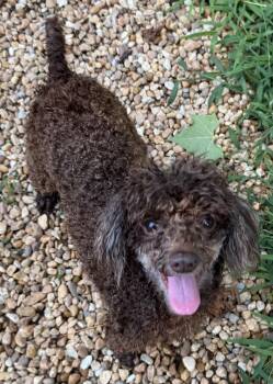 Rescue Miniature Poodle Dogs for Adoption in Sandston, Virginia - HAZEL | PetCurious