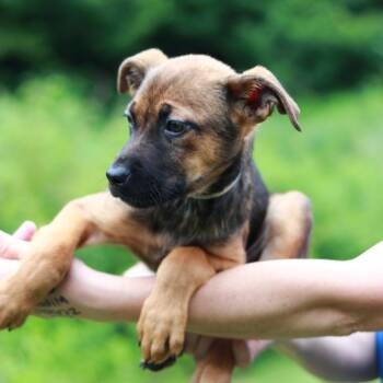 CT Guinness -  German Shepherd Dog and Labrador Retriever Dog for Adoption in Eastford, Connecticut - CT Guinness | PetCurious