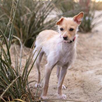 Harmony -  Terrier Dog for Adoption in Palm Springs, California - Harmony | PetCurious