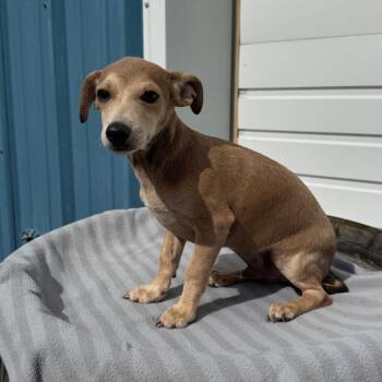 Biscuit -  Chihuahua and Mixed Breed Dog for Adoption in Newberg, Oregon - Biscuit | PetCurious