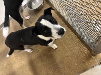 Pit Bull Terrier and Mixed Breed Dogs Available for Adoption in Belton, Texas - Bear | PetCurious