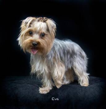 Eva -  Yorkshire Terrier Dog for Adoption in Hot Springs Village, Arkansas - Eva | PetCurious