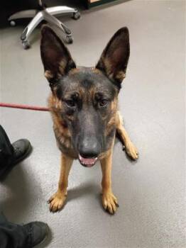LARRY -  German Shepherd Dog Dog for Adoption in Corpus Christi, Texas - LARRY | PetCurious