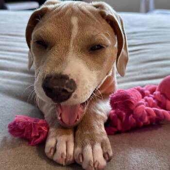 Chevelle D71436 -  Labrador Retriever and Beagle Dog for Adoption in Minnetonka, Minnesota - Chevelle D71436 | PetCurious
