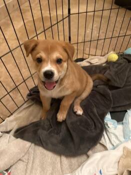 Grogu -  Labrador Retriever and Chow Chow Dog for Adoption in Phoenix, Arizona - Grogu | PetCurious