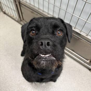 Mixed Breed Dogs Available for Adoption - Popcorn | PetCurious