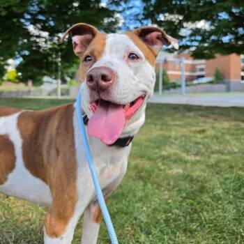 Pearl -  Pit Bull Terrier and Mixed Breed Dog for Adoption in Roanoke, Virginia - Pearl | PetCurious