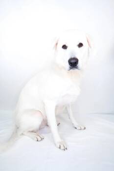 Gia -  Great Pyrenees Dog for Adoption in Bixby, Oklahoma - Gia | PetCurious