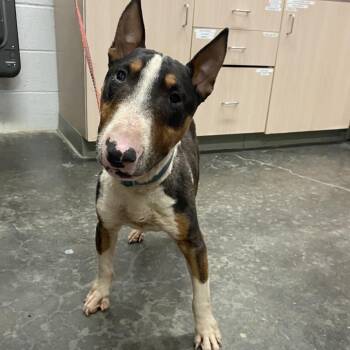 Ace -  Bull Terrier Dog for Adoption in Evensville, Tennessee - Ace | PetCurious