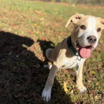 Rescue Boxer and Mixed Breed Dogs for Adoption in New Fairfield, Connecticut - Granite | PetCurious