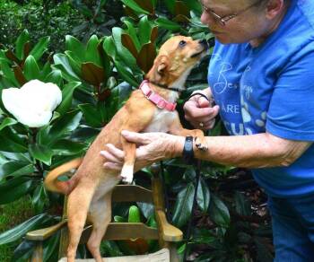Pippi -  Chihuahua Dog for Adoption in Willingboro, New Jersey - Pippi | PetCurious