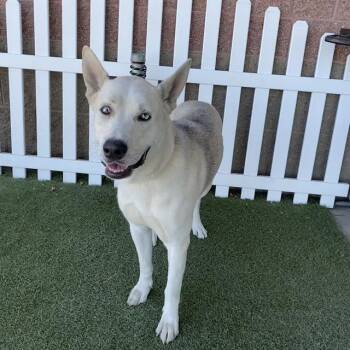 A612653 -  Siberian Husky and Mixed Breed Dog for Adoption in Modesto, California - A612653 | PetCurious