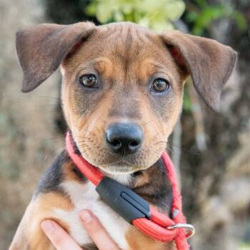 Rescue Mixed Breed Dogs for Adoption in Miami, Florida - Puppy Sadie | PetCurious
