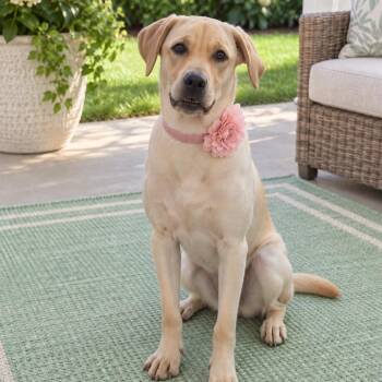Hannah -  Yellow Labrador Retriever Dog for Adoption in Crosby, Texas - Hannah | PetCurious