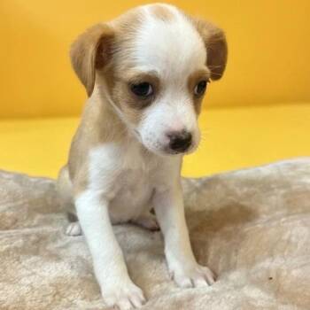 Terrier and Chihuahua Dogs Available for Adoption in San Saba, Texas - Bean | PetCurious