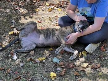 Rescue Mixed Breed Dogs for Adoption in Pearisburg, Virginia - Daisy | PetCurious