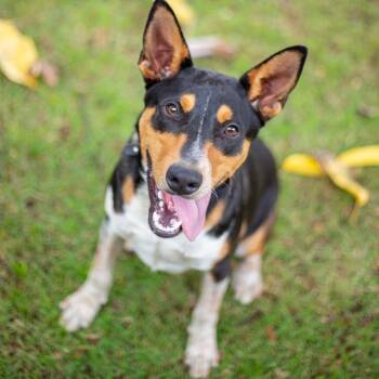 Rescue Mixed Breed Dogs for Adoption in Kailua-kona, Hawaii - Cactus | PetCurious