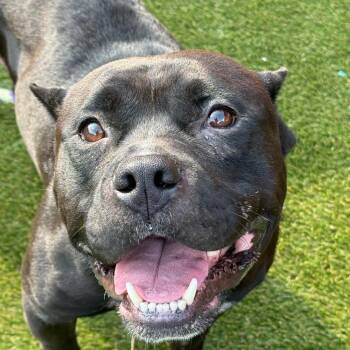 Optimus -  Mixed Breed Dog for Adoption in Philadelphia, Pennsylvania - Optimus | PetCurious