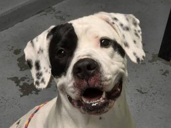 SALLY -  Pit Bull Terrier Dog Available for Adoption in Kent, Washington - SALLY | PetCurious