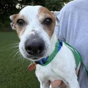 Scampe -  Rat Terrier Dog for Adoption in Tulsa, Oklahoma - Scampe | PetCurious