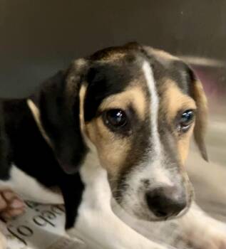 Tiny -  Beagle Dog for Adoption in Parma, Ohio - Tiny | PetCurious