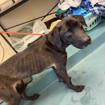 ROCKY -  Mixed Breed Dog for Adoption in Memphis, Tennessee - ROCKY | PetCurious