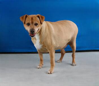 ARCHIE -  Retriever Dog for Adoption in Pasadena, California - ARCHIE | PetCurious
