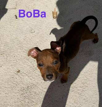 Terrier Dogs Available for Adoption in Deltona, Florida - BoBa | PetCurious