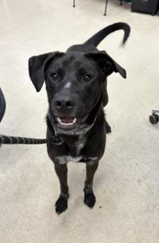 Rescue Labrador Retriever and Mixed Breed Dogs for Adoption in Killeen, Texas - SUMMER | PetCurious
