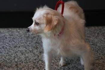 Freesia -  Mixed Breed Dog for Adoption in West Chester, Pennsylvania - Freesia | PetCurious