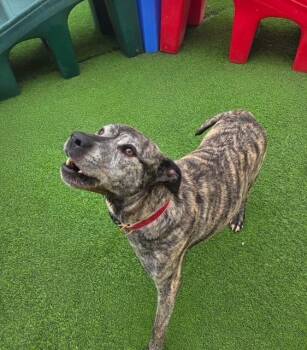 Buddy Available 8/20 -  Terrier Dog for Adoption in Elmsford, New York - Buddy Available 8/20 | PetCurious