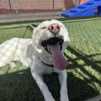 Snow -  Husky Dog for Adoption in Murray, Utah - Snow | PetCurious