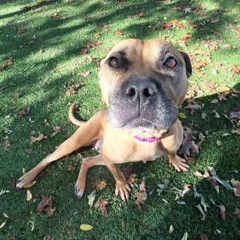 Rescue Mixed Breed Dogs for Adoption in Hampton Bays, New York - Miranda | PetCurious