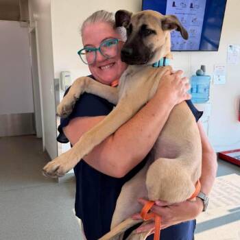 Roo -  Great Dane Dog for Adoption in Nampa, Idaho - Roo | PetCurious