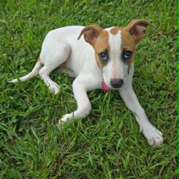 Jack Russell Terrier Dogs Available for Adoption in Chatham, New Jersey - Maisy | PetCurious