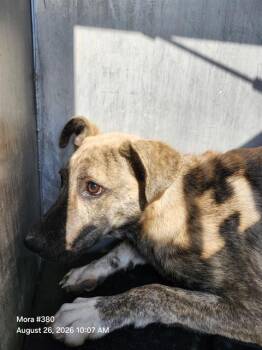 TIGRA -  American Staffordshire Terrier Dog for Adoption in San Antonio, Texas - TIGRA | PetCurious