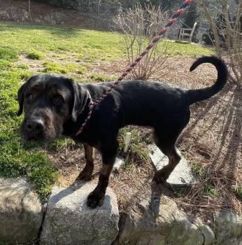 Rescue Rottweiler Dogs for Adoption in Cashiers, North Carolina - Luke | PetCurious