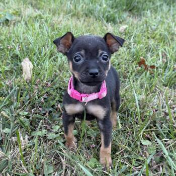 LulaBelle -  Miniature Pinscher and Chihuahua Dog for Adoption - LulaBelle | PetCurious