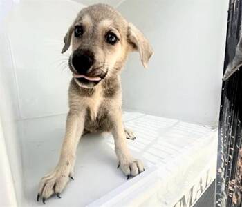 A658495 -  German Shorthaired Pointer Dog for Adoption in Houston, Texas - A658495 | PetCurious