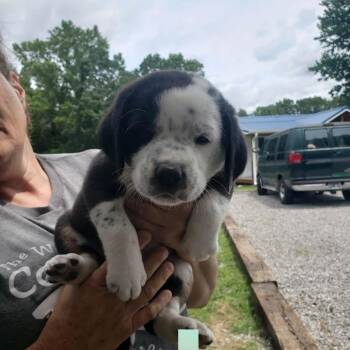 NY Liam avail Jul 18 (Kent Farmers Market) -  Border Collie and Basset Hound Dog for Adoption in Stormville, New York - NY Liam Avail Jul 18 (Kent Farmers Market) | PetCurious